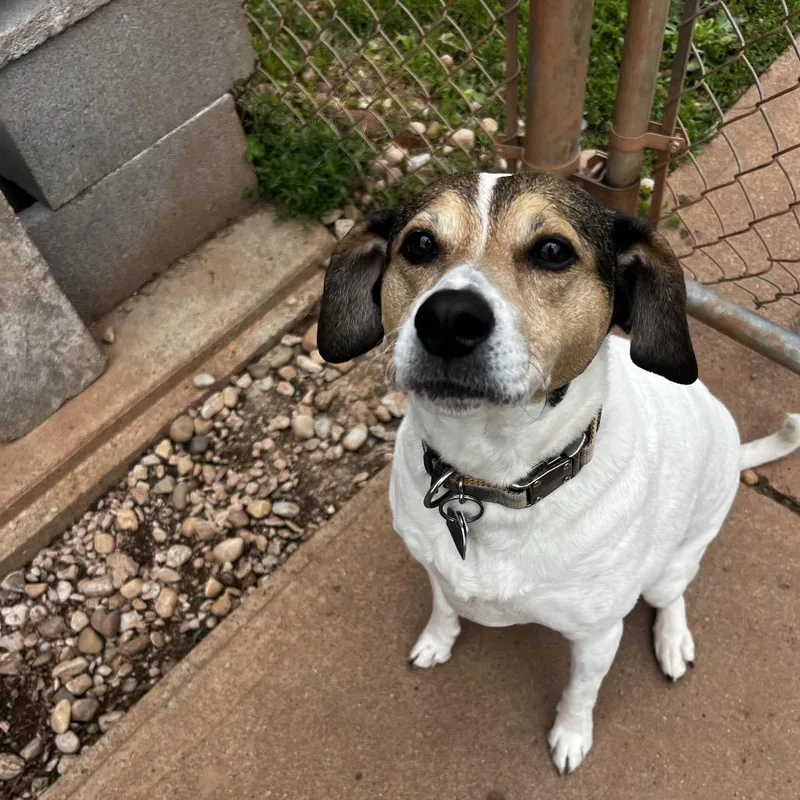 A senior medium-sized female White / Cream Hound dog named Daisy for adoption in Harrisville, WV
