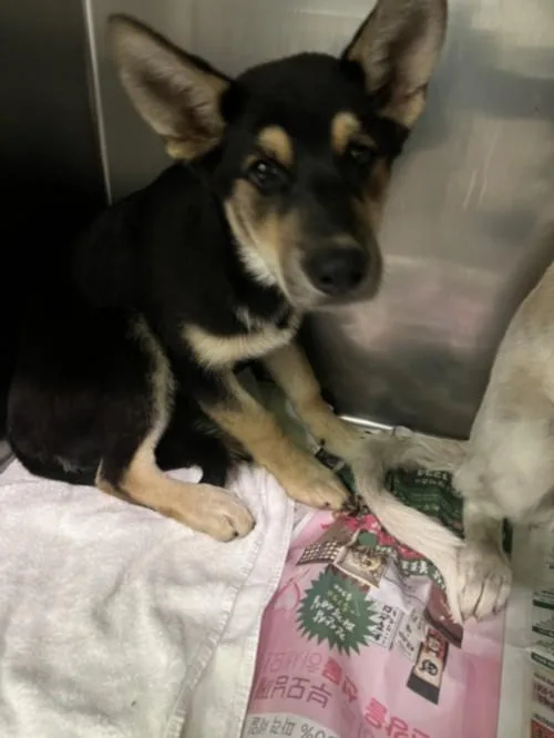 A baby medium-sized male German Shepherd Dog dog named Elio for adoption in Los Angeles, CA