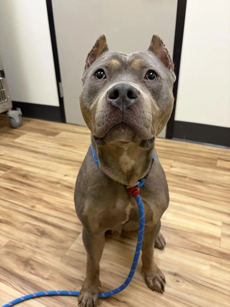 An adult large-sized male Gray / Blue / Silver Mixed Breed dog named Hemlock for adoption in Raleigh, NC