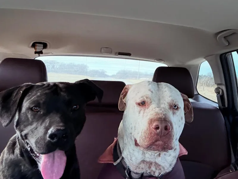 Harper  Ms. Personality! thumbnail 6