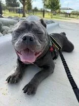 An adult medium-sized male American Bulldog dog named McKinney for adoption in Denton, TX