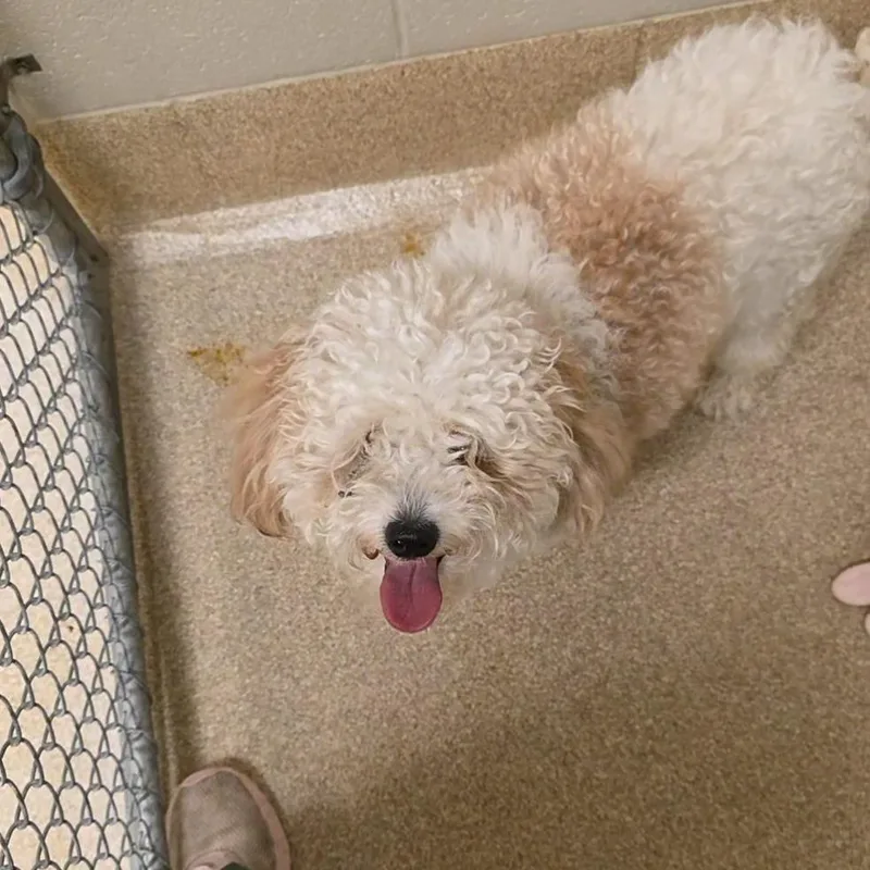 A young small-sized male White / Cream Mixed Breed dog named Jethro for adoption in Bristol, IN