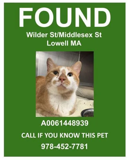 An adult medium-sized male Domestic Short Hair cat named Meeko for adoption in Lowell, MA