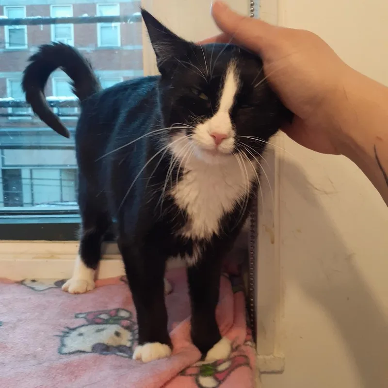 A young medium-sized female Black Domestic Short Hair cat named Pippa for adoption in Pittsburgh, PA