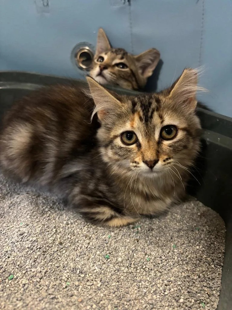 A baby small-sized female Domestic Medium Hair cat named Twix for adoption in La Verkin, UT