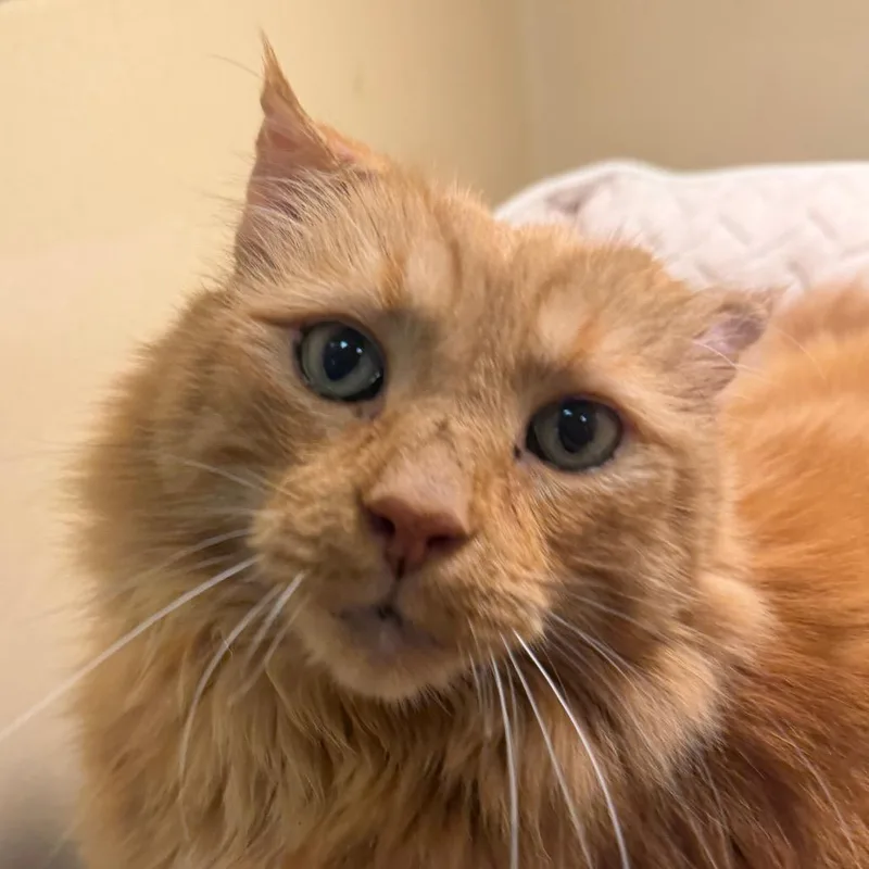 A senior large-sized male Orange / Red Domestic Long Hair cat named Fuzzy for adoption in Beckley, WV