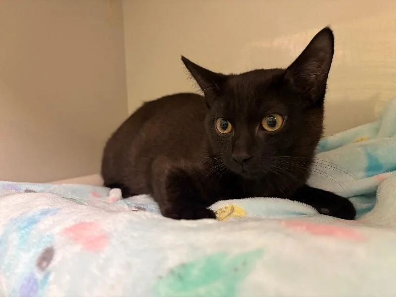 A young medium-sized male Black Domestic Short Hair cat named Groot for adoption in Warren, PA