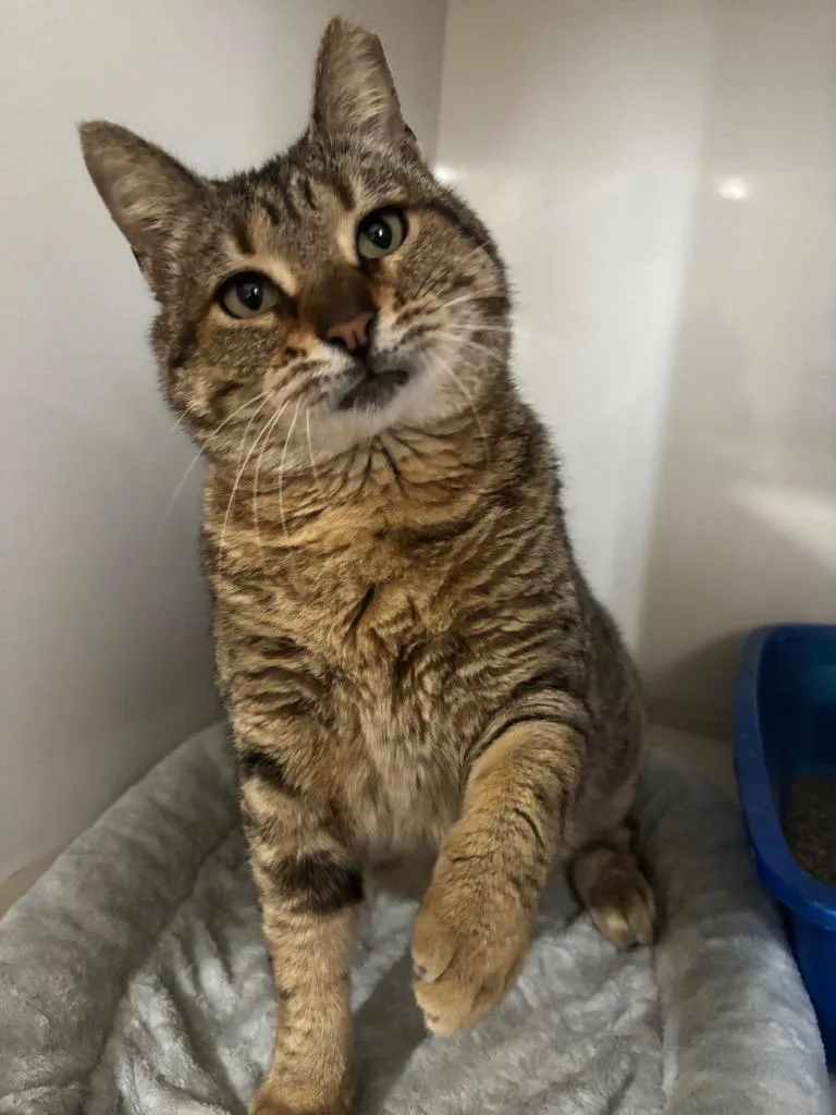 Chiquitina thumbnail 2