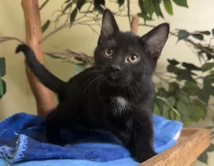 A baby small-sized female Domestic Short Hair cat named Apple Fritter for adoption in Hastings, NE