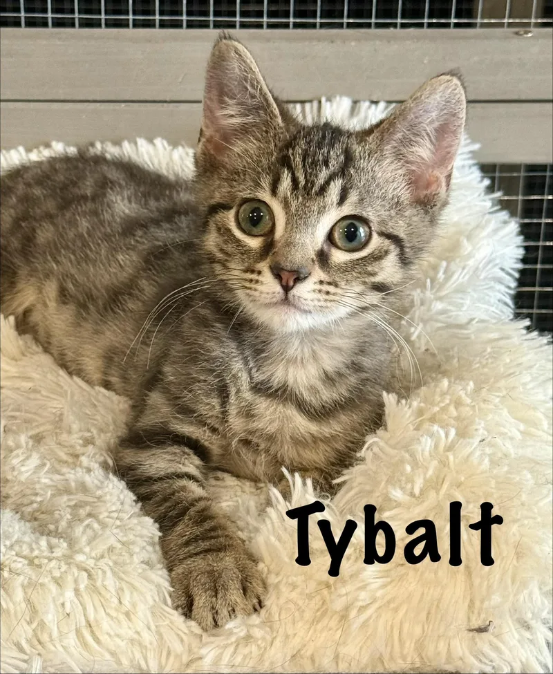Tybalt