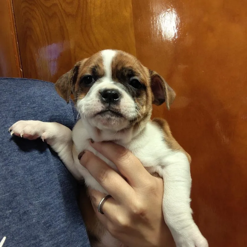 A baby small-sized female Terrier dog named Layla for adoption in Chicago, IL