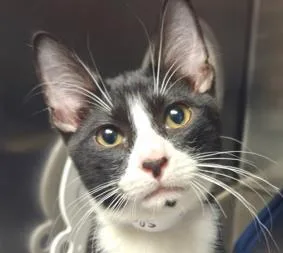 A baby medium-sized male Domestic Short Hair cat named Spot for adoption in Eugene, OR