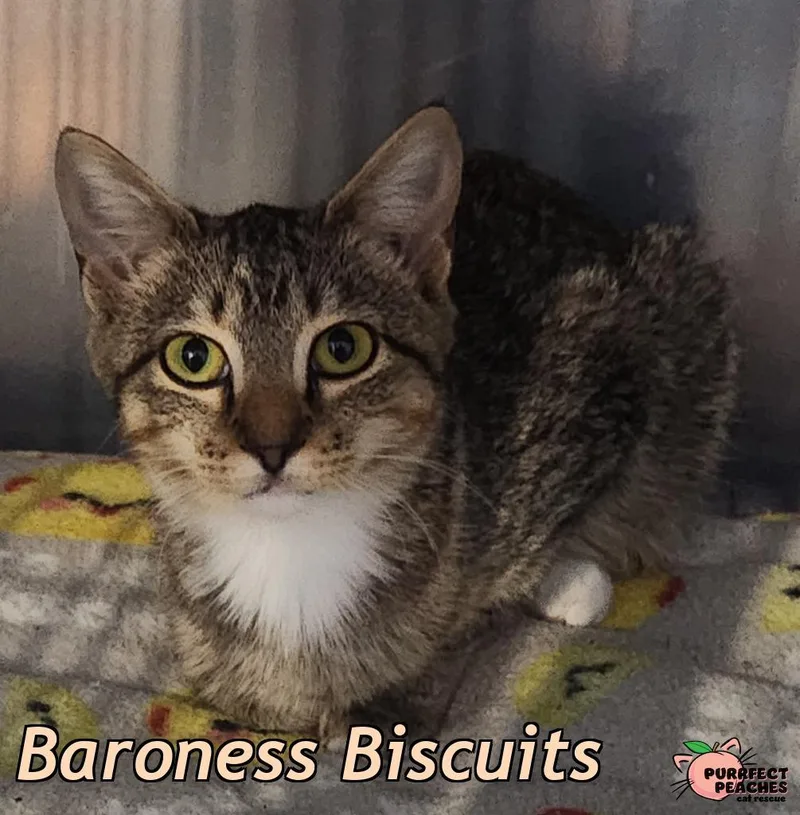 A baby medium-sized female Domestic Short Hair cat named Baroness Biscuits for adoption in Douglasville, GA