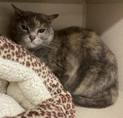 An adult large-sized female Domestic Short Hair cat named Fairy~DECLAWED for adoption in Bowling Green, KY
