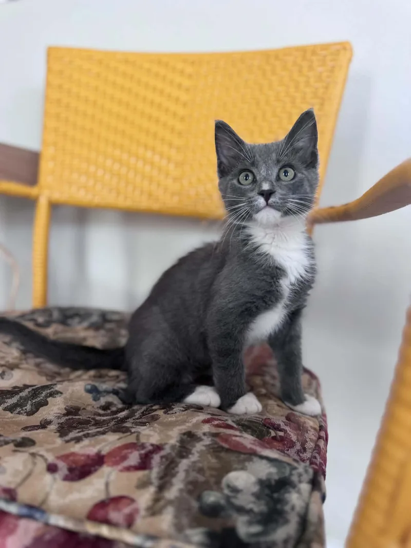 A baby small-sized male Gray / Blue / Silver Domestic Short Hair cat named Oliver for adoption in Myakka City, FL