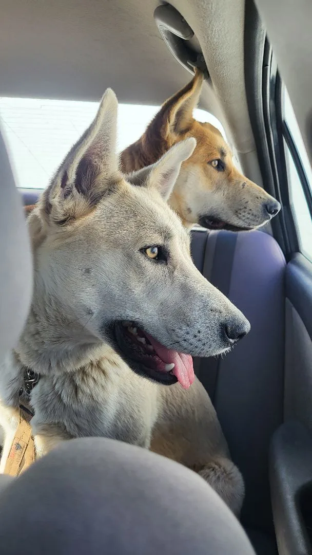 Carmen And Diego thumbnail 4