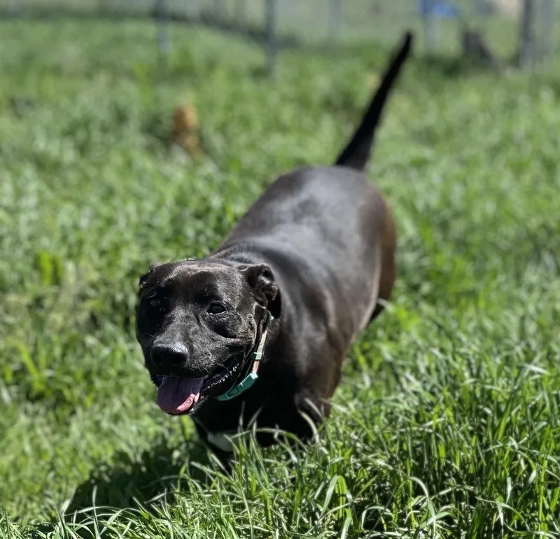 Kimber