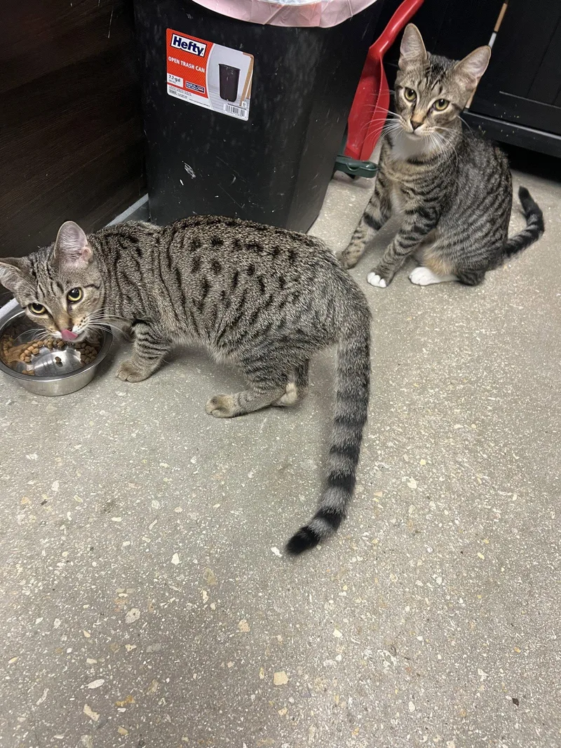 A young medium-sized male Tabby (Brown / Chocolate) Tabby cat named Hitch for adoption in Naples, FL