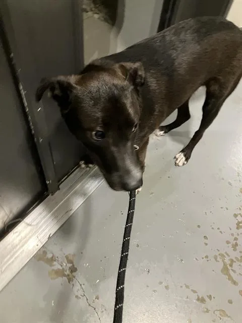 A young medium-sized male Mixed Breed dog named Rory for adoption in Dallas, TX