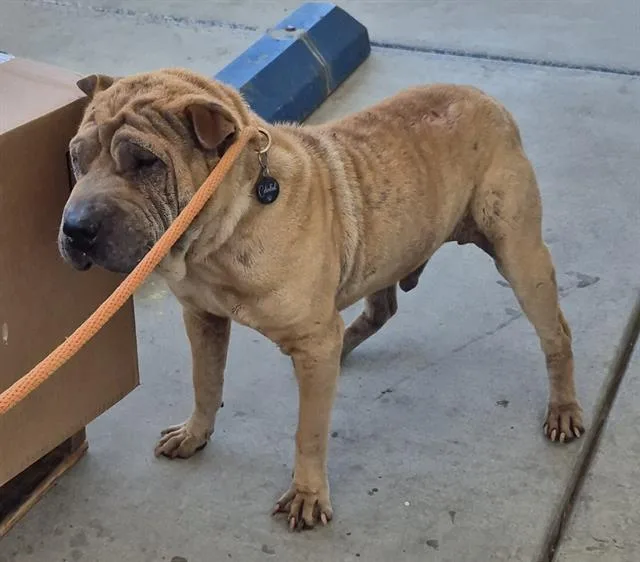 An adult medium-sized male Shar-Pei dog named Fergus for adoption in Bakersfield, CA