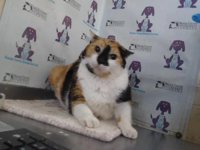 A young small-sized female Domestic Short Hair cat named Little Girl for adoption in Orlando, FL