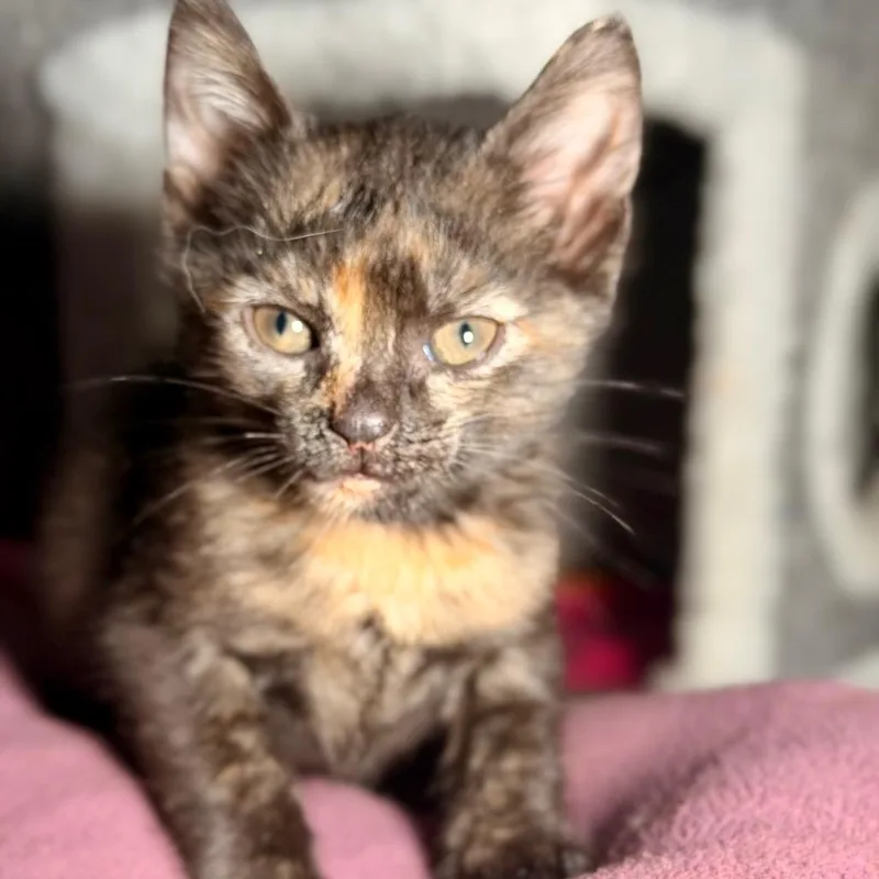 A baby small-sized female Tortoiseshell Domestic Short Hair cat named Stardust for adoption in Bayside, NY
