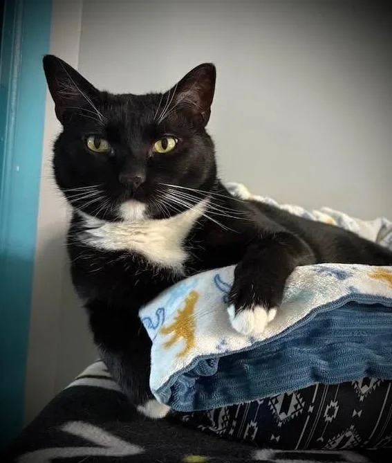 An adult small-sized male Domestic Short Hair cat named Lewis for adoption in Hampton, VA