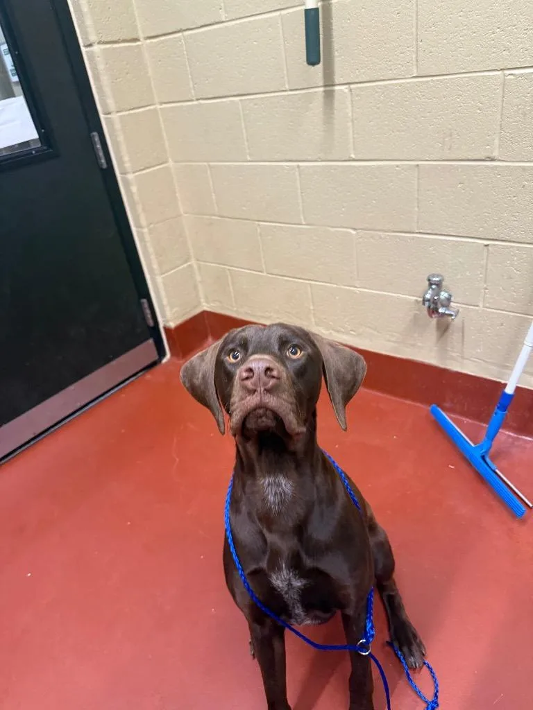 A young extra large-sized male German Shorthaired Pointer dog named Greg for adoption in Douglasville, GA