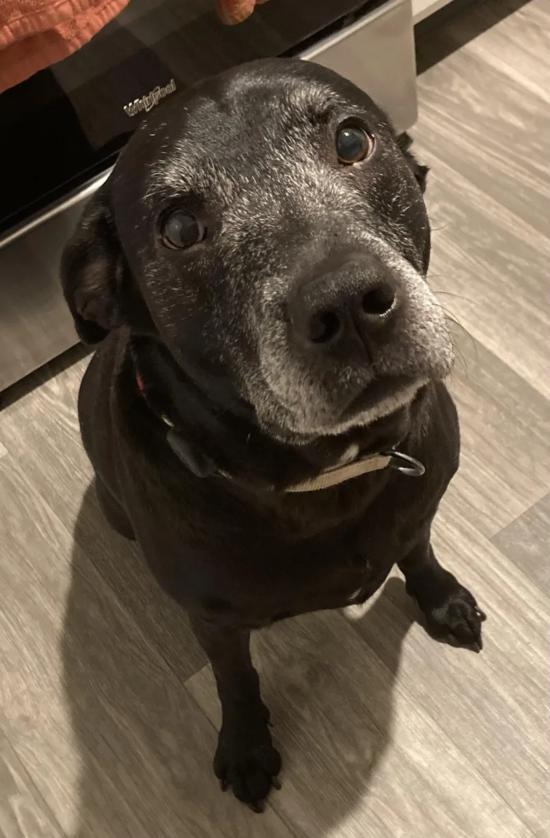 An adult extra large-sized male Black Labrador Retriever dog named Angelo for adoption in Lewis Center, OH