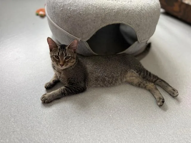 A baby medium-sized male Domestic Short Hair cat named Stormy for adoption in North Royalton, OH