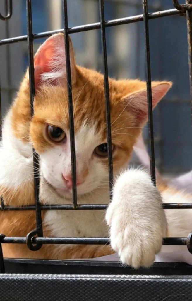 A baby medium-sized male Domestic Short Hair cat named Savage' for adoption in El Dorado, AR