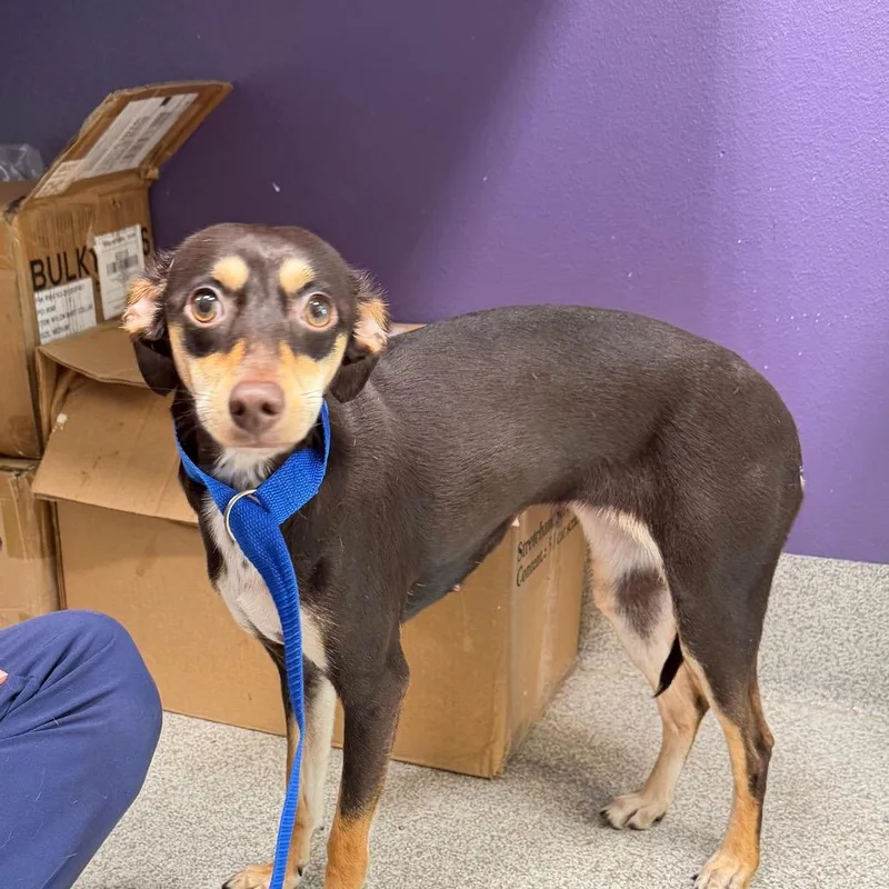 A young small-sized female Black Mixed Breed dog named Reba for adoption in Englewood, FL