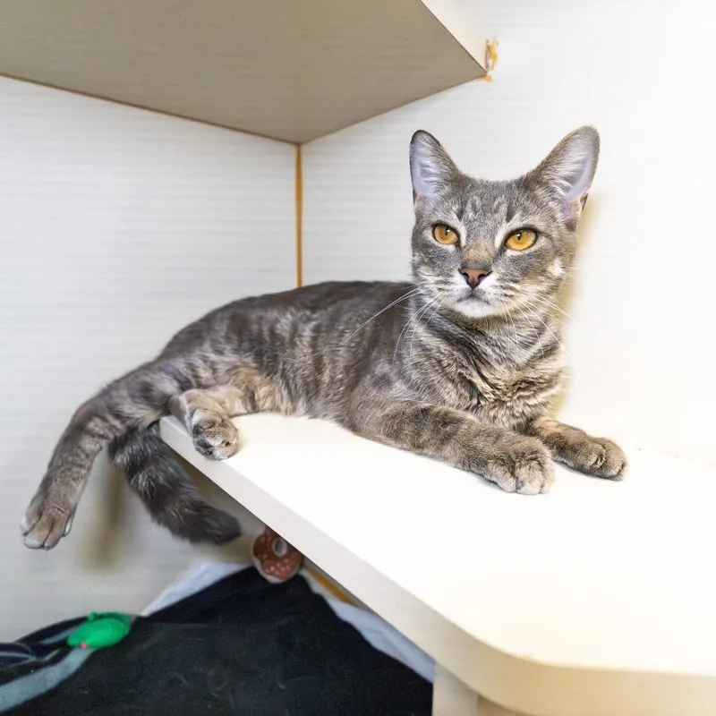 An adult medium-sized female Brown / Chocolate Domestic Short Hair cat named Queenie for adoption in South Elgin, IL