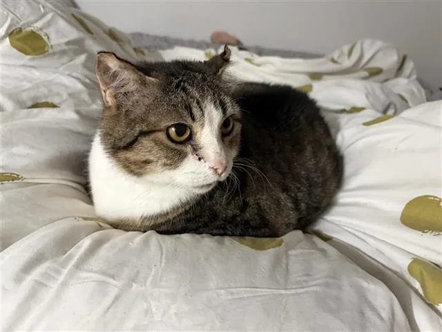 A senior small-sized male Domestic Short Hair cat named Beas for adoption in San Antonio, TX
