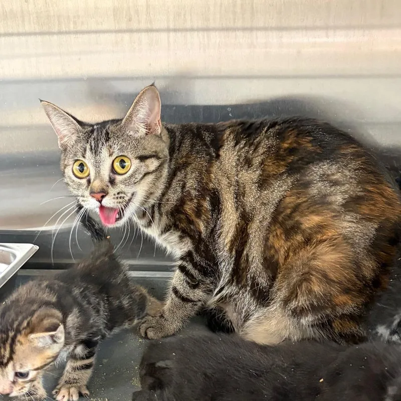 An adult medium-sized female Black Domestic Short Hair cat named Mozzarella for adoption in Edinburg, TX