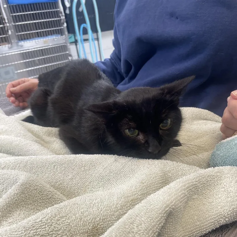 A senior medium-sized female Black Domestic Short Hair cat named Lily for adoption in Ojai, CA