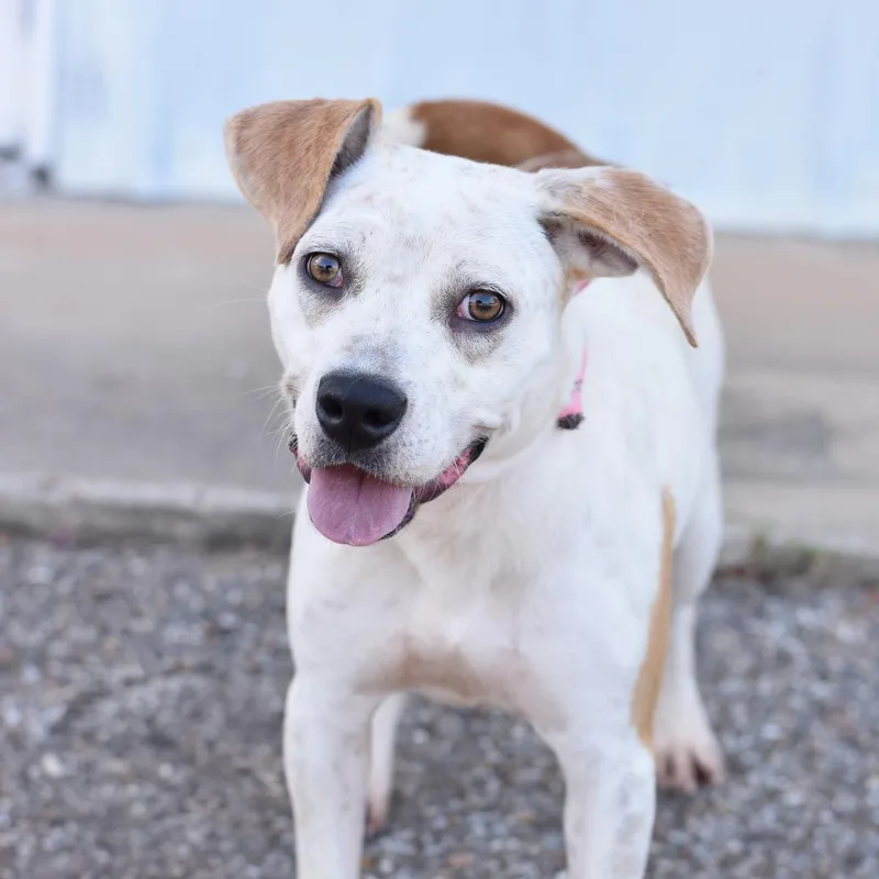 A young medium-sized female White / Cream Mixed Breed dog named Sophie for adoption in Cleveland, TX