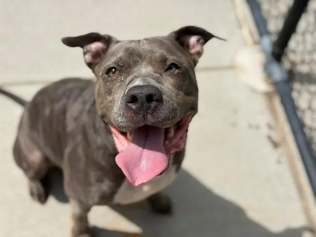 A young large-sized female Pit Bull Terrier dog named Lola for adoption in Tulsa, OK