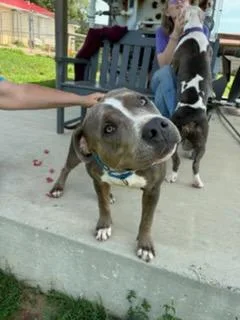 A young medium-sized male Bicolor American Staffordshire Terrier dog named Rufus for adoption in Augusta, WV