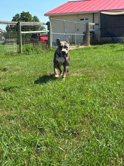 Rufus thumbnail 5