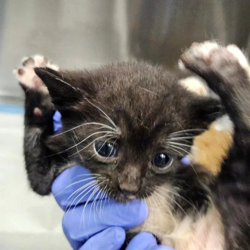 A baby small-sized female White Domestic Short Hair cat named Elwin for adoption in Greensboro, NC
