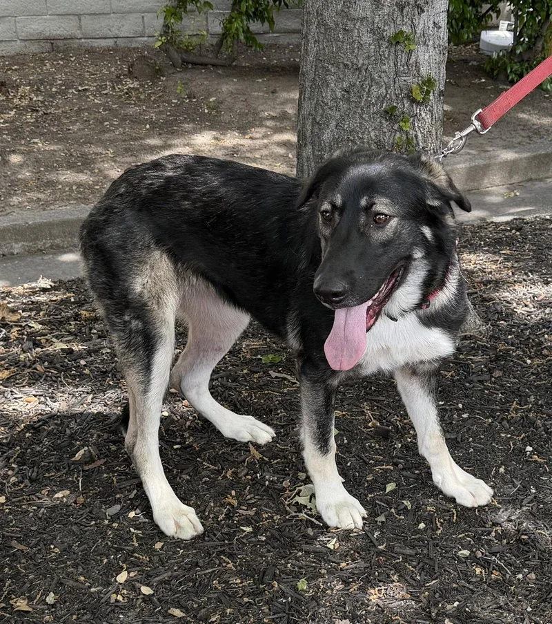 A young large-sized female German Shepherd Dog dog named Athena for adoption in Cupertino, CA