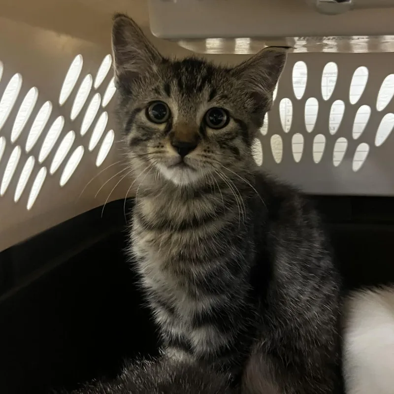 A baby small-sized male Brown / Chocolate Domestic Short Hair cat named Wonky for adoption in Rifle, CO