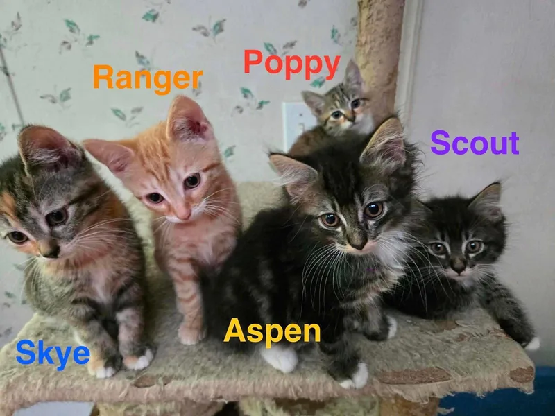Aspen