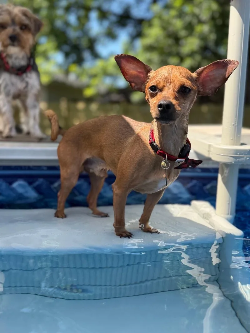 A young small-sized male Chihuahua dog named Pico De Gallo for adoption in merrillville, IN