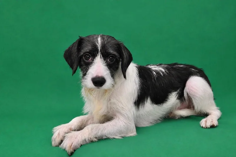 An adult small-sized male Chihuahua dog named Lincoln for adoption in Miami, FL
