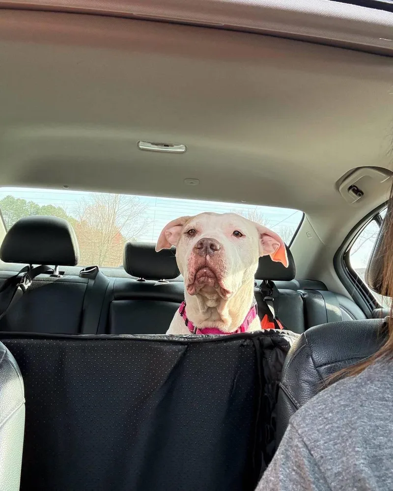 A senior large-sized female White / Cream Pit Bull Terrier dog named Downy for adoption in Grand Haven, MI