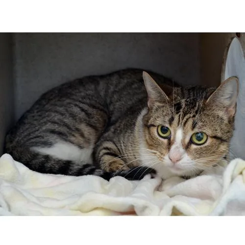 An adult medium-sized female Brown / Chocolate Domestic Short Hair cat named Lani for adoption in Sanford, FL