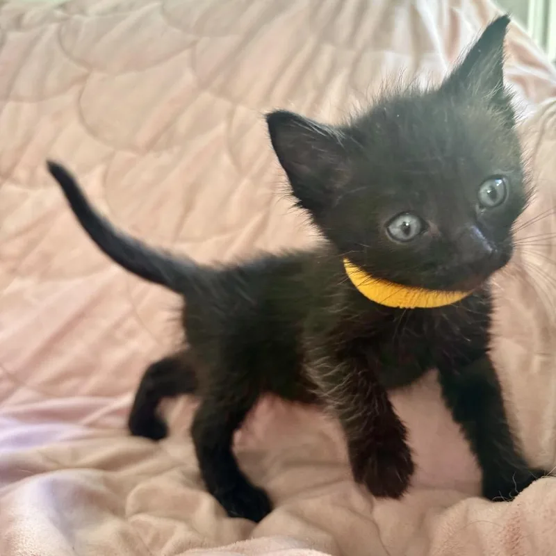 A baby small-sized female Black Domestic Short Hair cat named Agatha Christie for adoption in Los Angeles, CA
