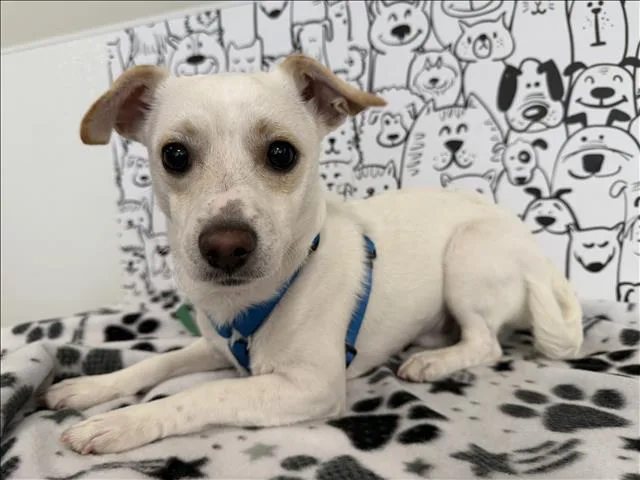 A young small-sized male Chihuahua dog named Dandy for adoption in San Pedro, CA